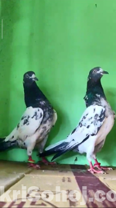 কবুতর